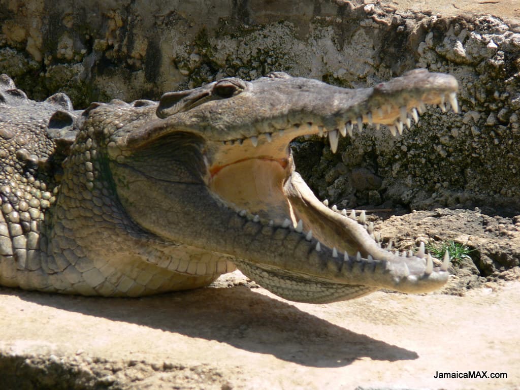 Black River Safari