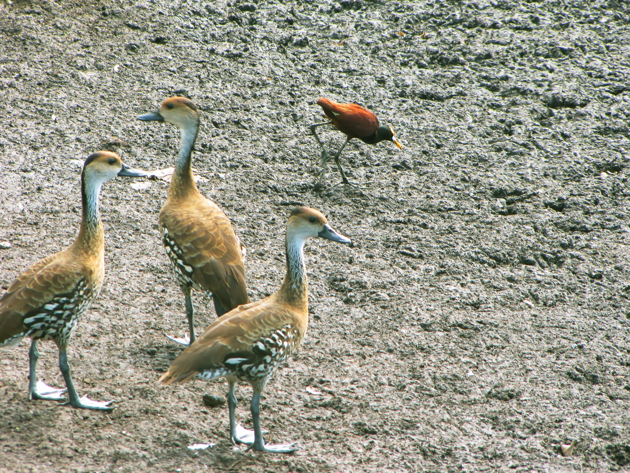 Royal Palm Reserve